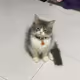 Waniserbunny