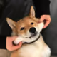 picturedog