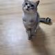 haricat.eth