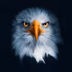 Sea__Eagle