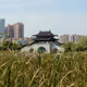 gTAspFXU