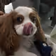 Edward_The_Cavalier