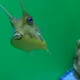 masanorisan