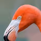 quilted_flamingo