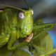 Oleg15
