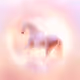 longlonglk