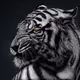 Hom9ak