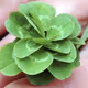 12leafclover