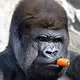 GorillaSuki