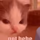 not-hehe