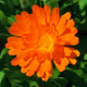 marigoldlv