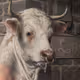 Minotaur_Man