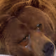 bearmarketdegotas