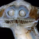 MastaKtoe2