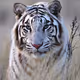 Tigerchen2