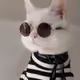 verycats