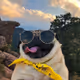 WooBee_