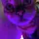 purpleheartkittenmeow