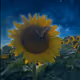 BuymyFlowerNFT