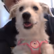 KingAlCandy