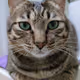 SoftCatClub_706dd8ad