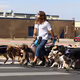 dogdad7000