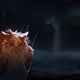 lynx_C