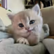 cattoo99