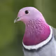 TheTCGpigeon