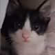 sirokurocatwallet