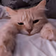 feedmycat