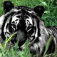 theblacktiger