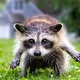 raccoon1337