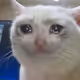 crazycat333