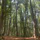 thevanishingforest
