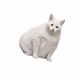 Flayingcats