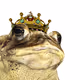 bufo_alvarius