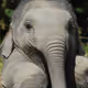 babyelephant_eth