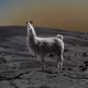 Moon_Llama