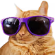 flipNFTbot_karapuz