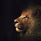 CryptoLion007