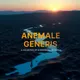 anemalegeneris