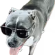 Bondguy