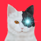 LetteringCat_Eth