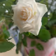0xf98166ebd7246381af60458f9f5ac9b87e5de9ed