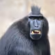 Monkeyman78953