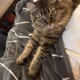 catdadtrader