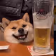 cobakacutulaya