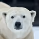 Poolarbear
