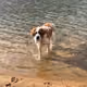 BigDogOny